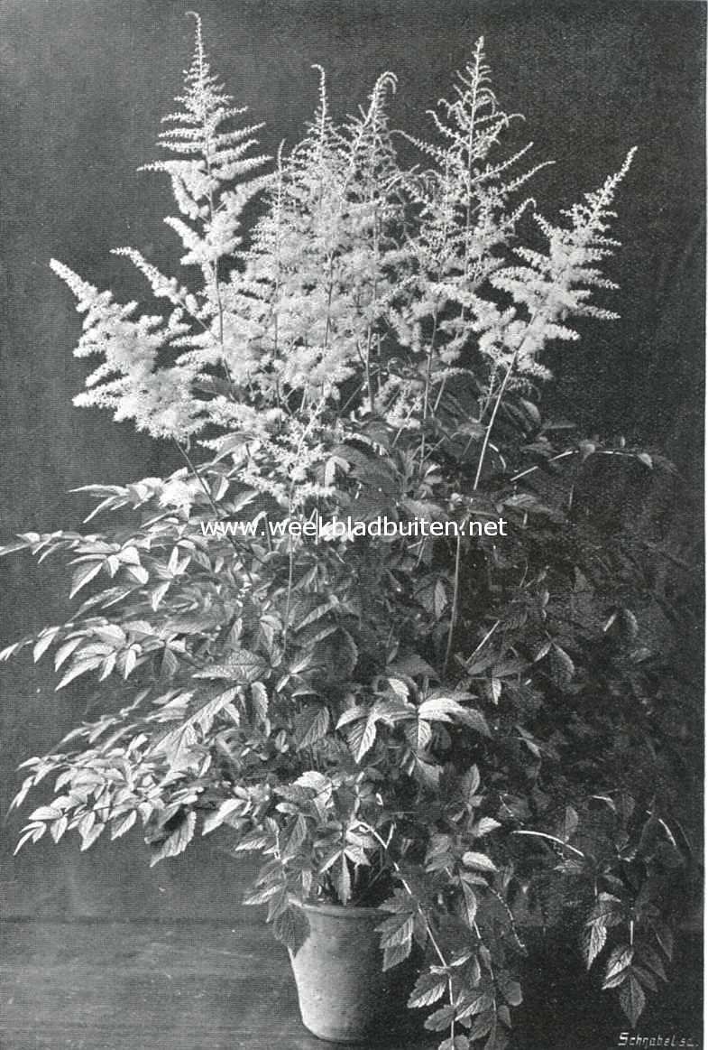 Spiraea Arendsii 
