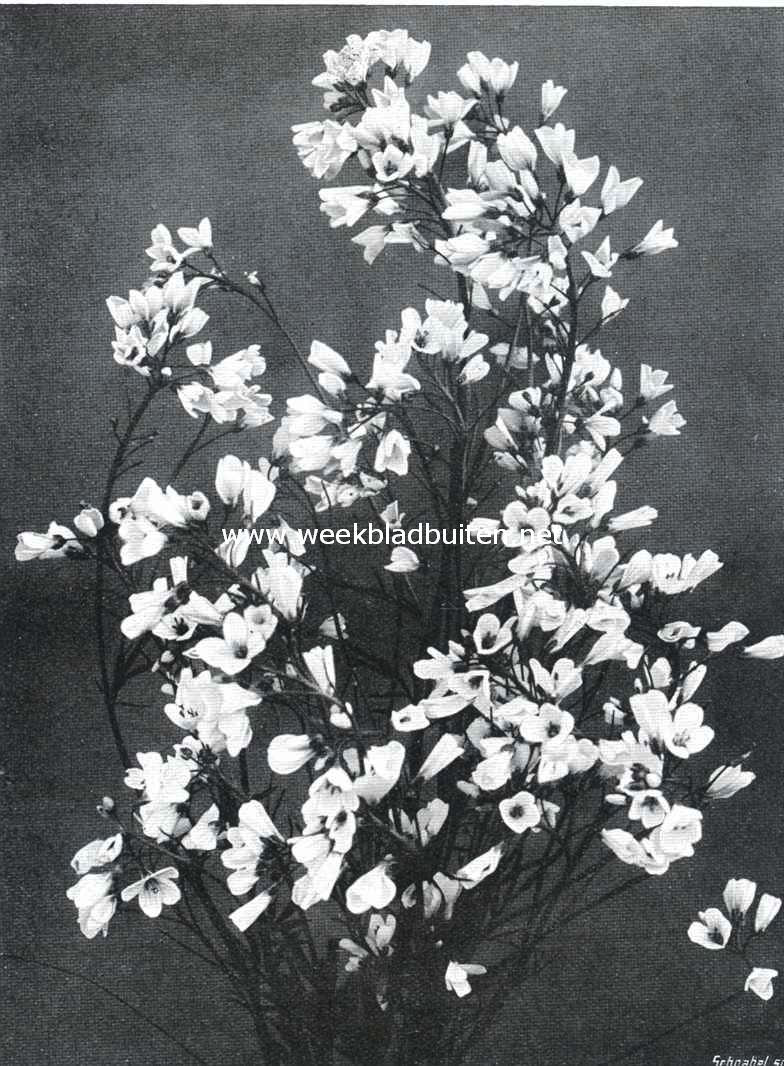 Pinksterbloemen
