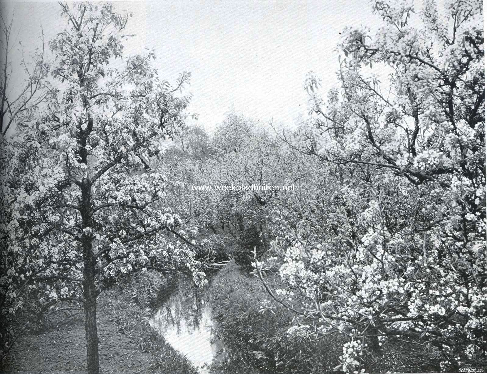 Holland in bruidstooi. Perenbloesemweelde