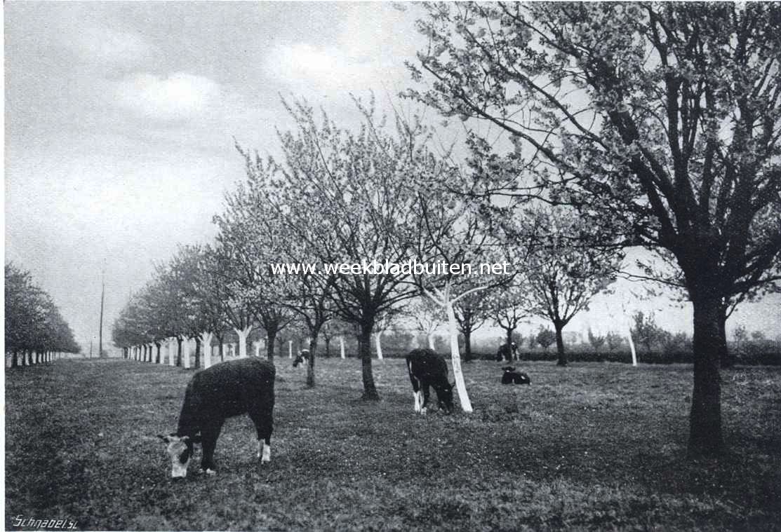 In de Betuwe. Kersenboomen in bloei