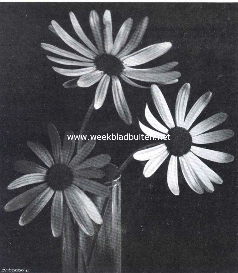Bloemen van de Senecio Glastifolius 