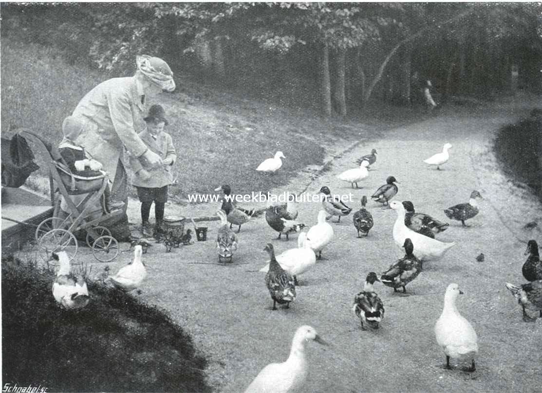 Eendjes voeren in de Scheveningsche Boschjes