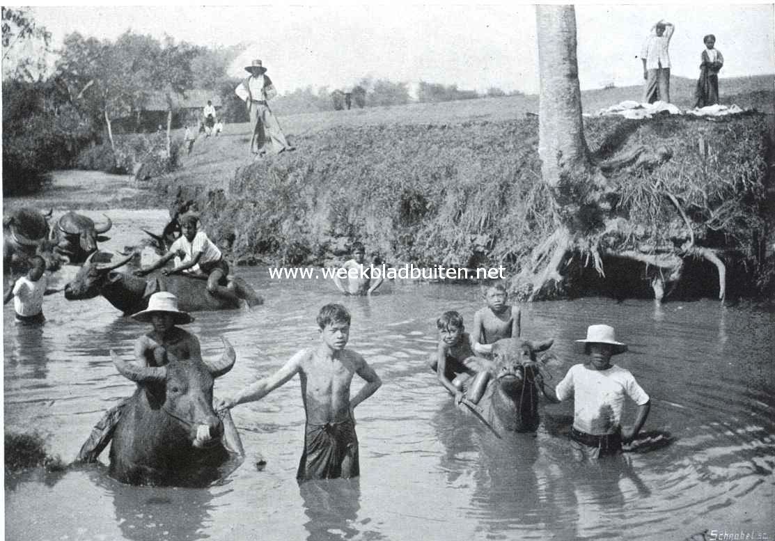 De rijstcultuur op Java. Het baden der karbouwen