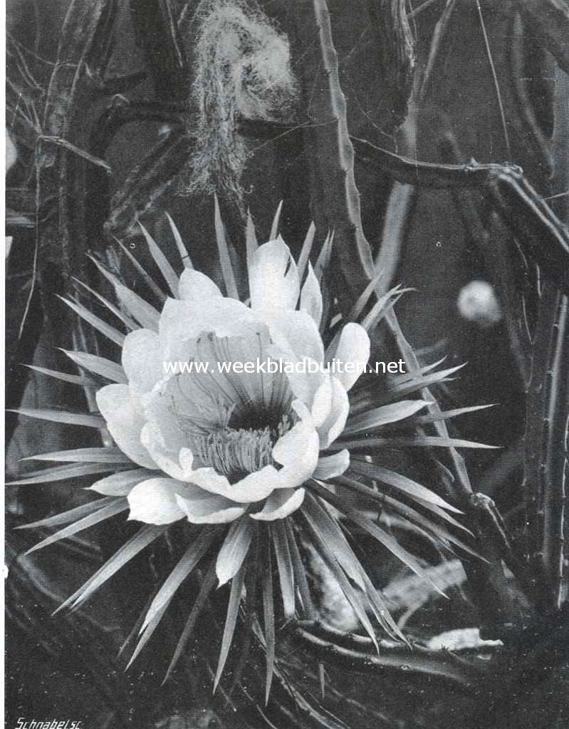 Een koningin der nacht. Bloem van een slechts eenmaal per jaar bloeiende nacht-cactus in de Rotterdamsche Diergaarde