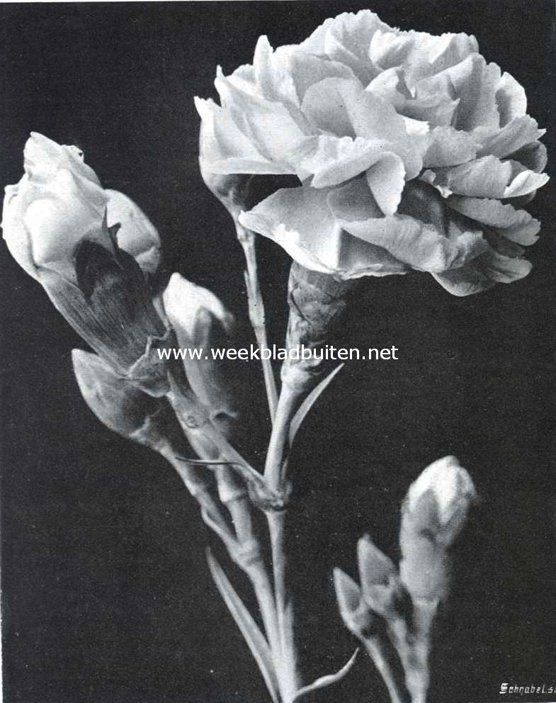 Tuinanjer 
