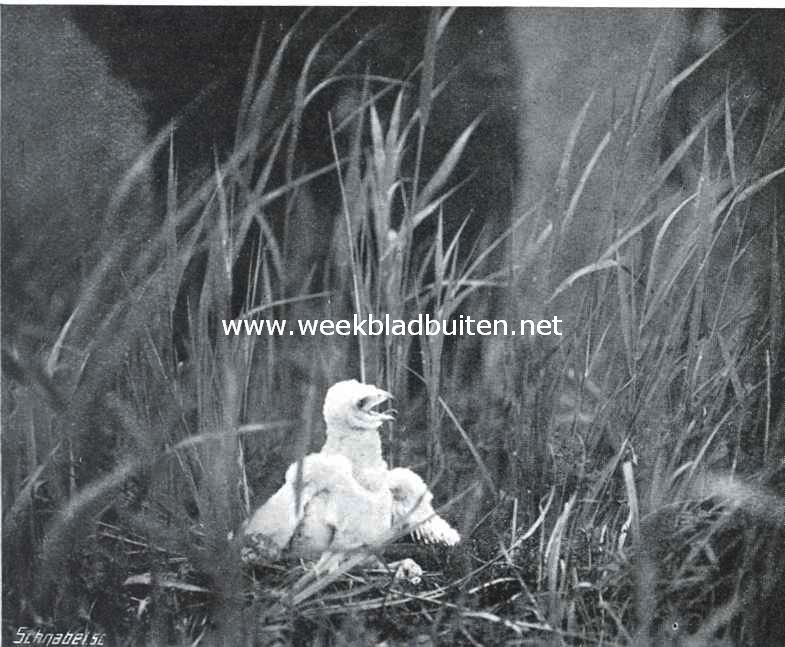 Het Naardermeer en zijn vogelleven. Jonge kiekendief in verdedigende houding