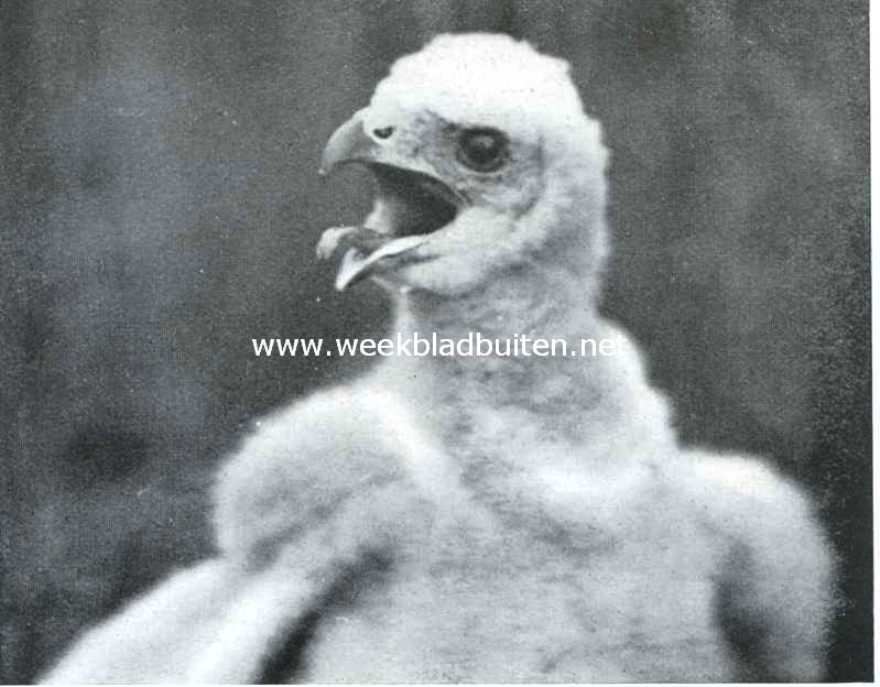 Het Naardermeer en zijn vogelleven. Jonge kiekendief met dreigend opengesperden snavel