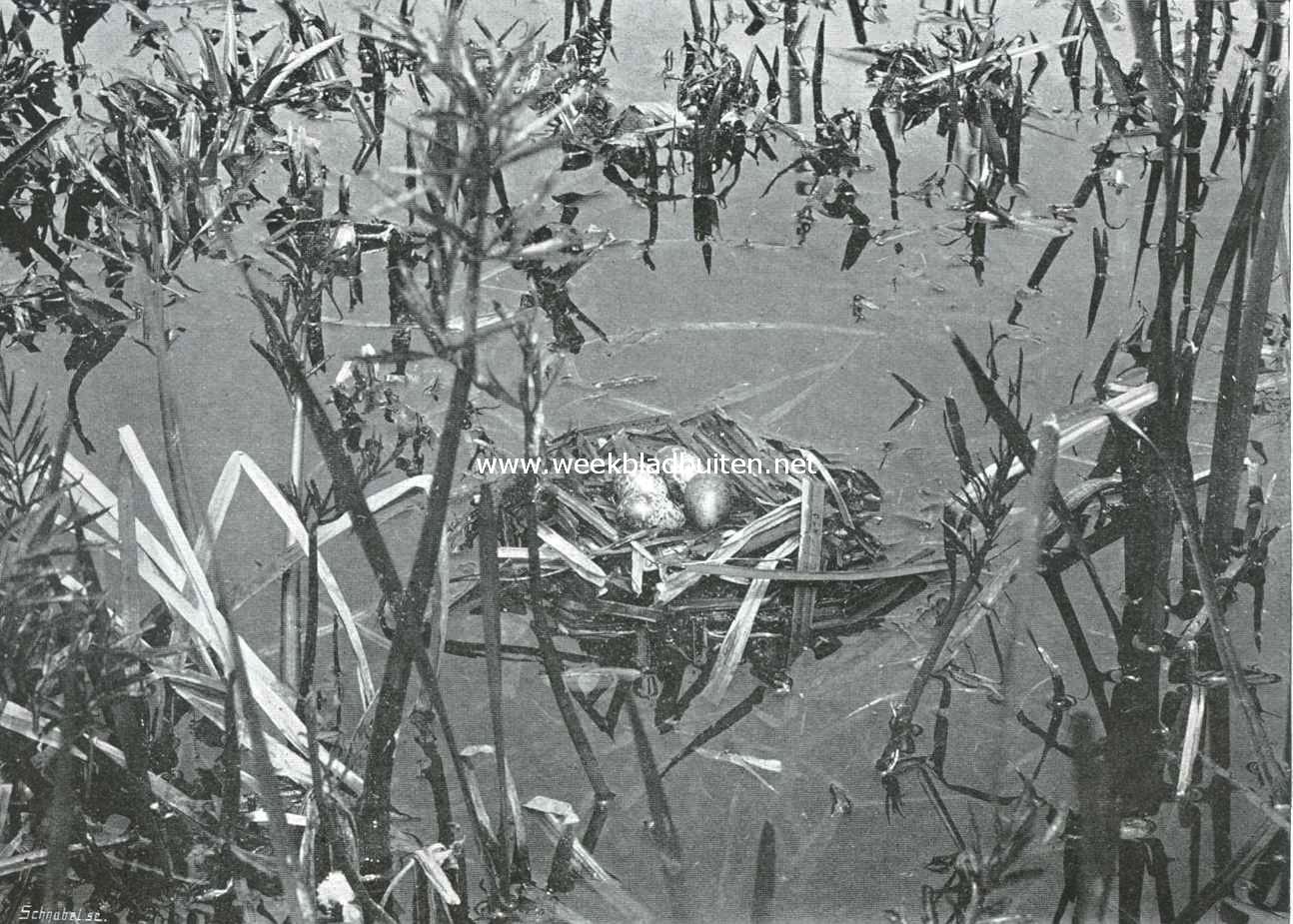 Het Naardermeer en zijn vogelleven. Het drijvend nestje van de zwarte stern