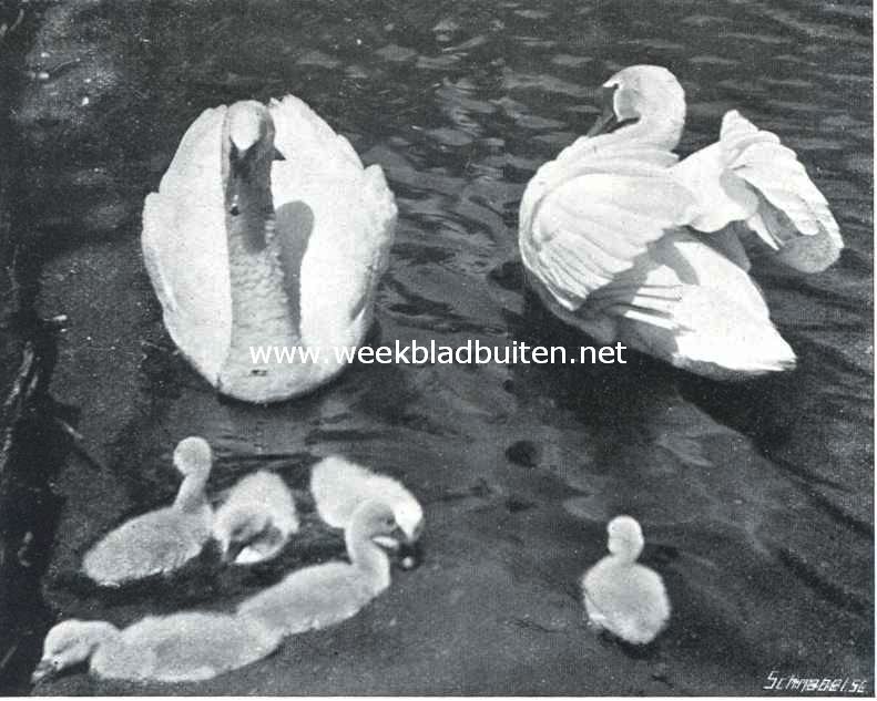 Zwanen in den vijver van 