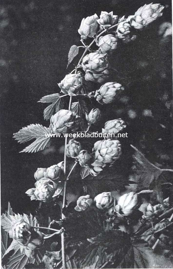 Hop (Humulus Lupulus). Vruchtdragende tak in de duinen