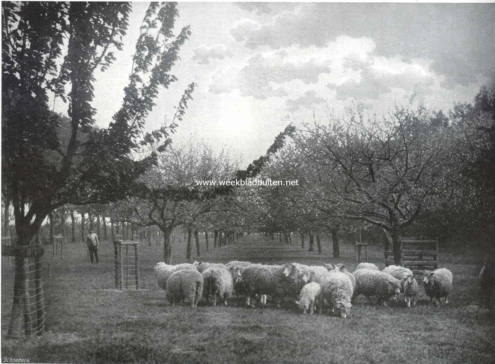 Vredige landschappen. Stilstaand, bijeengedrongen tot een stomstarende, goedige beestengroep