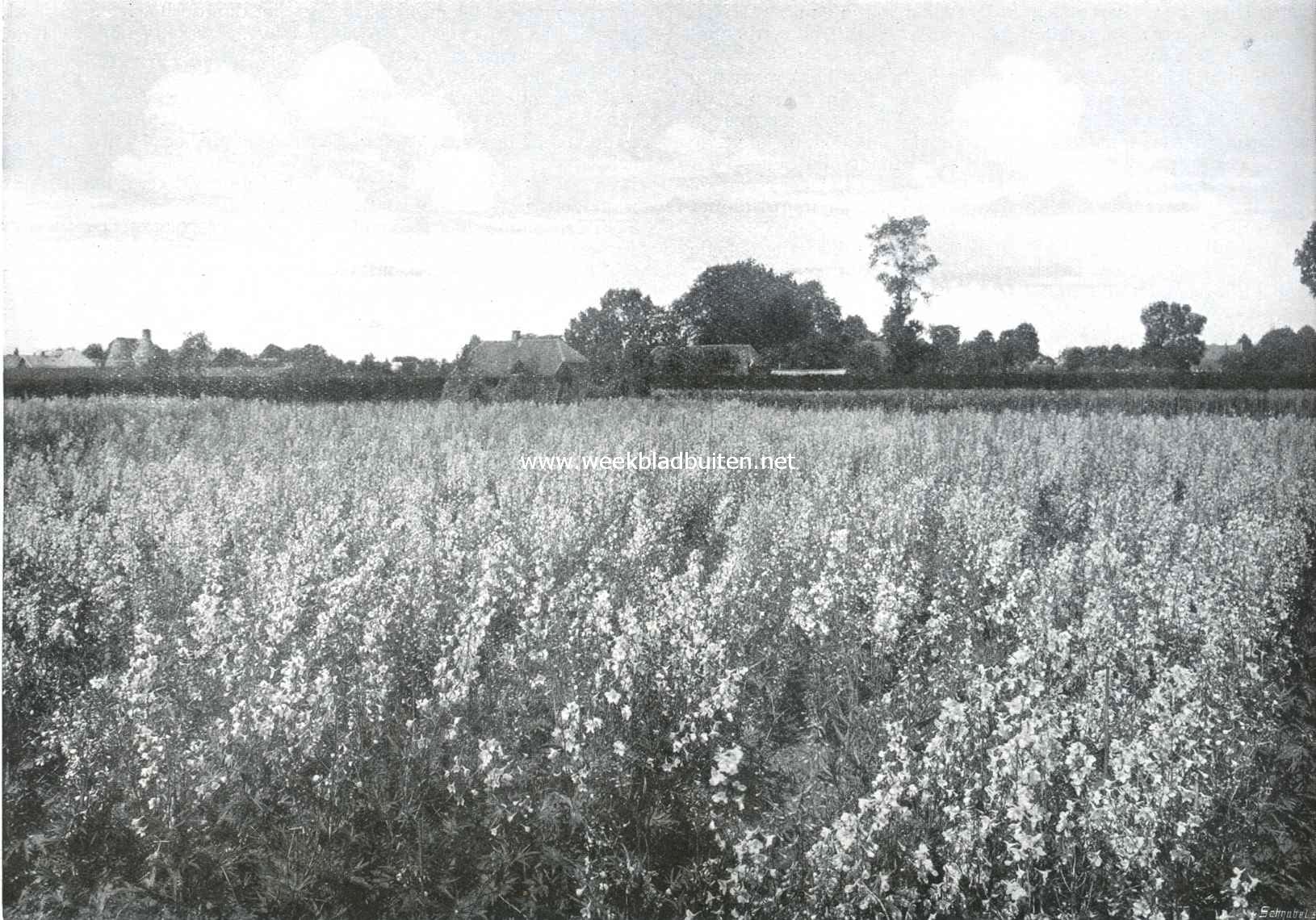Een belangrijke kweekerij. Veld met bloeiende delphiniums