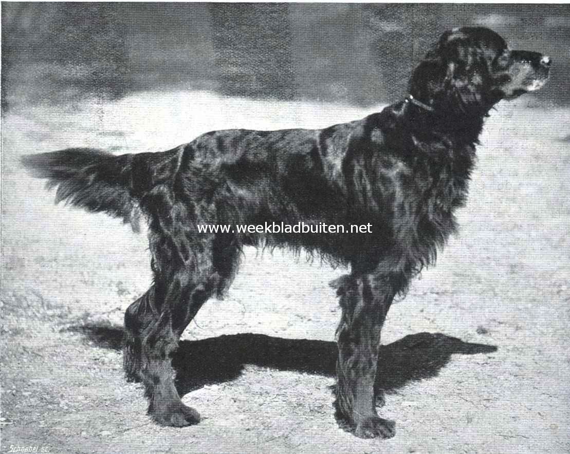 Gordon setters. Lasse