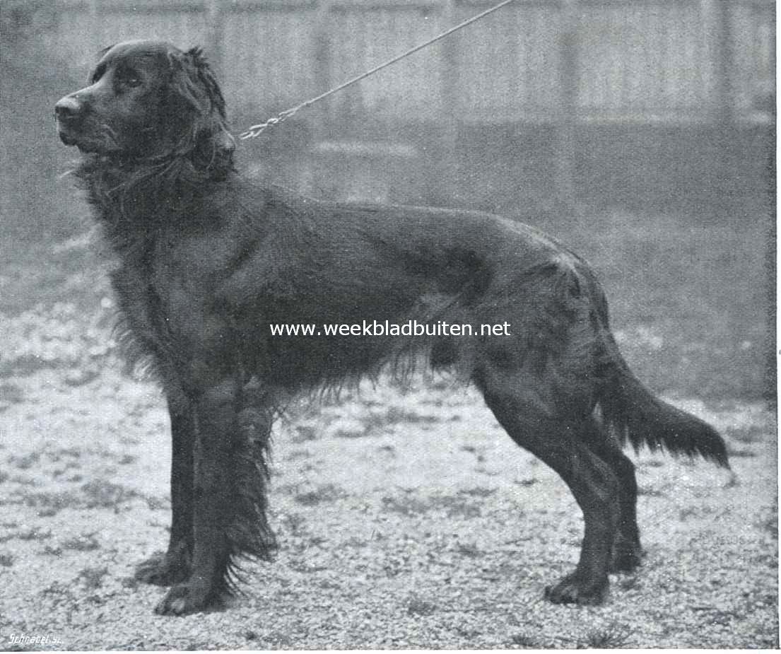 Gordon setters. Een mooi rood exemplaar