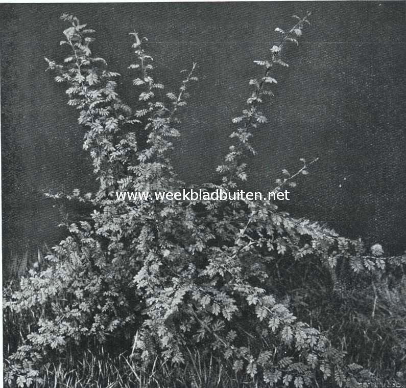 Een eigenaardige roos (Rosa Sericea Pteracantha)