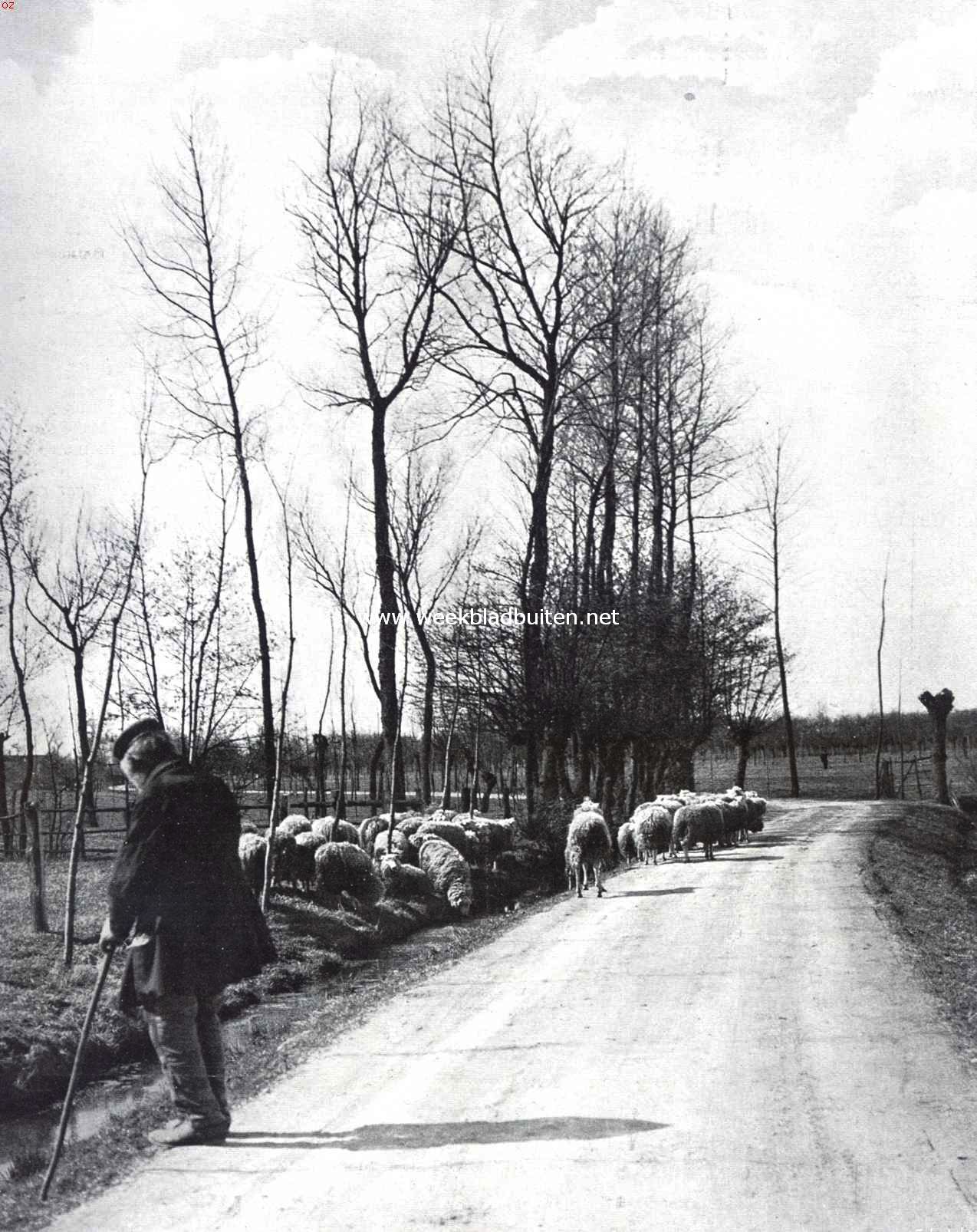 Langs de Langbroeker Wetering. Schaapherder aan den Odijkerweg