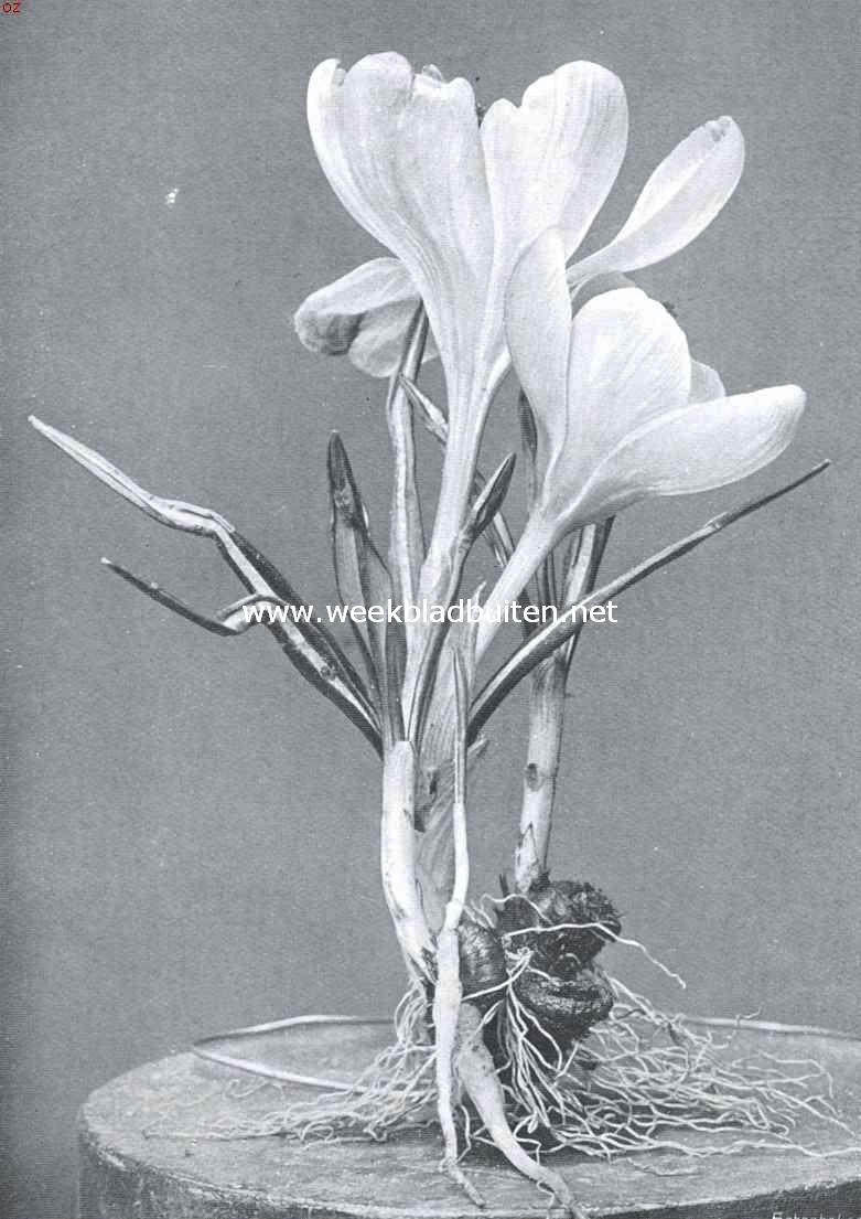 Crocussen. De voorjaars-crocus (Crocus Vernus)