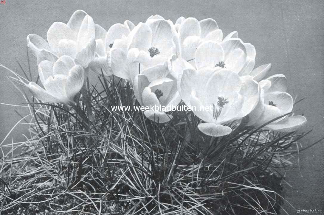 Crocussen. Een pol van voorjaars-crocussen, uit een enkele knol gekweekt