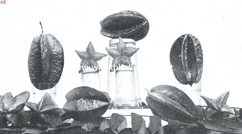 Javaansche vruchten. Blimbing besi (Averrhoa Carambola)