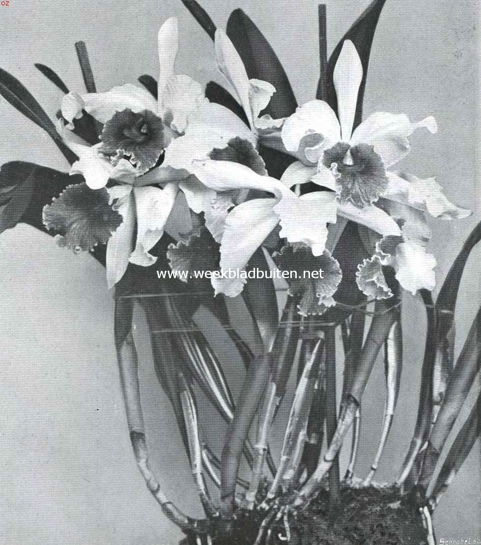 Laelio-Cattleya Callistoglossa