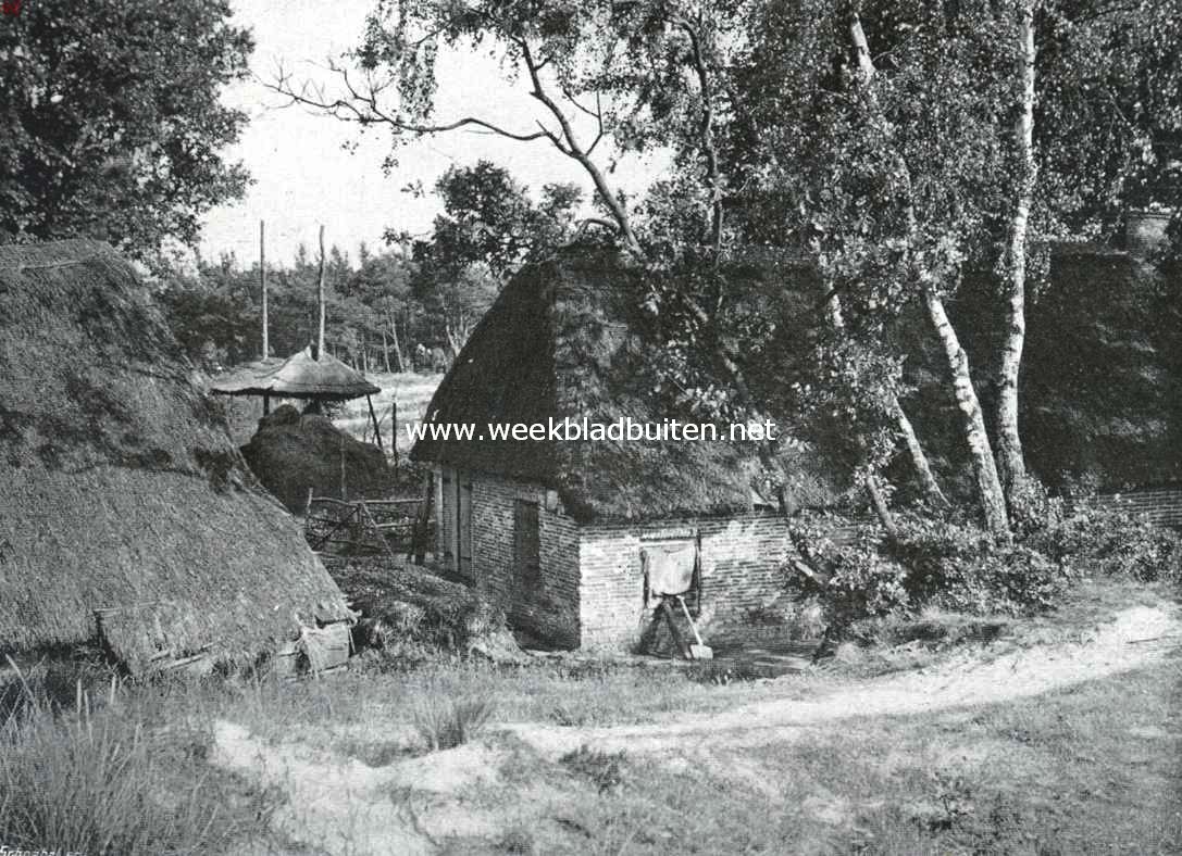 Het Veluwsche landschap. Huisje onder de berken