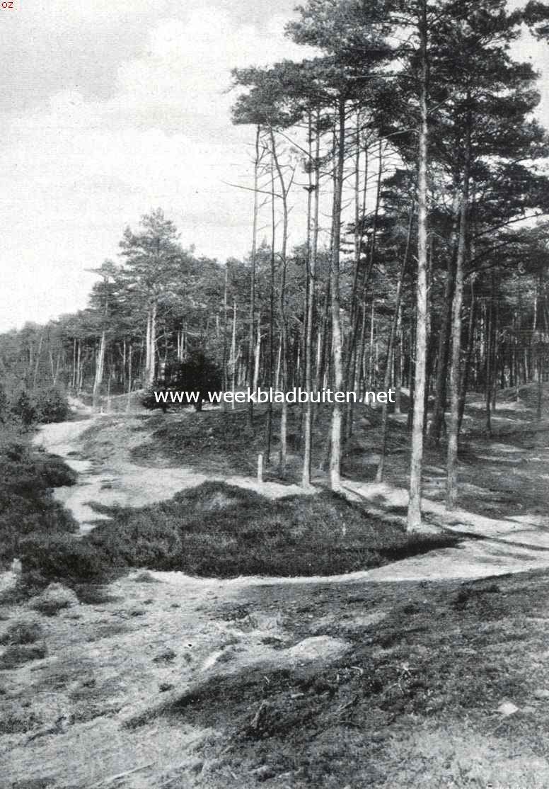 Het Veluwsche landschap. Aan de tra (boschrand)