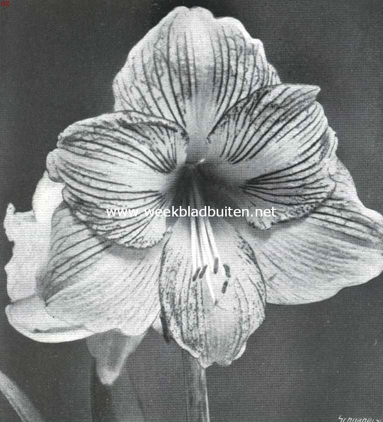 Een mooie Hippeastrum