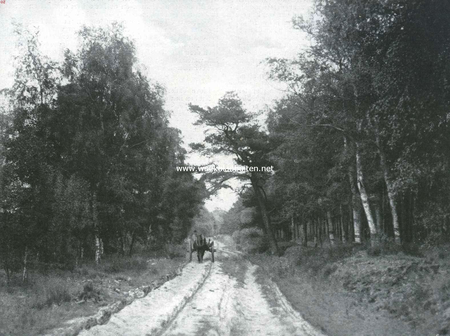 Het Veluwsche landschap. Soerensche boschweg