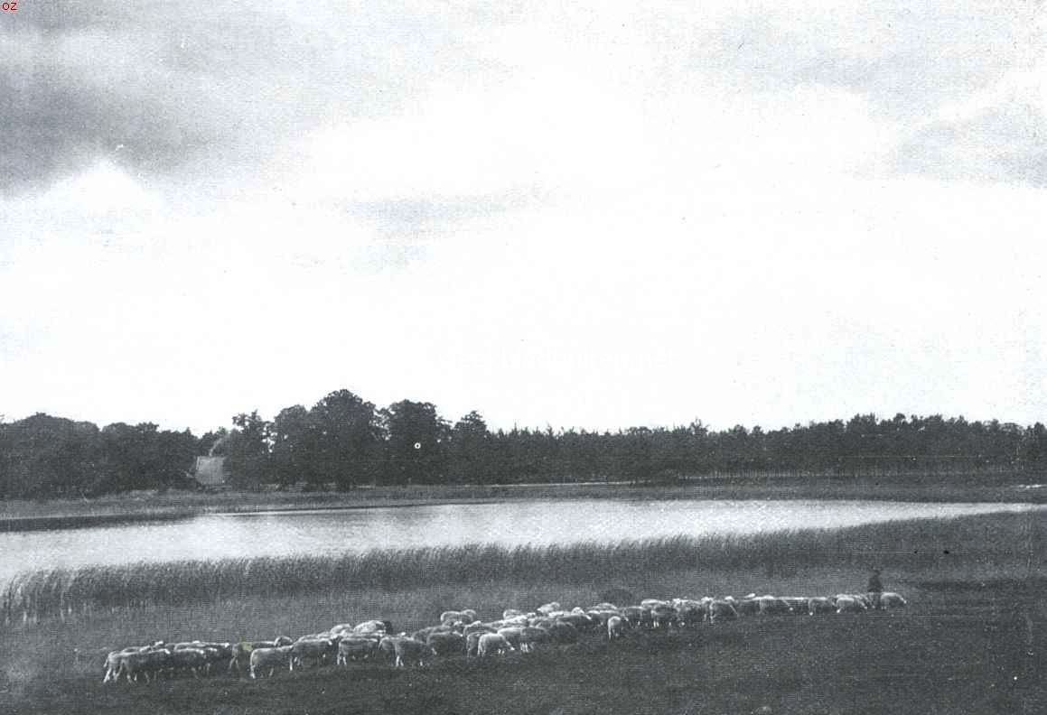 Het Veluwsche landschap. Schapen aan het meer