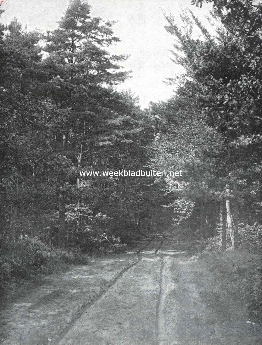 Het behoud van onze natuurmonumenten. De Poolsche weg in 't Leuvenumsche Bosch
