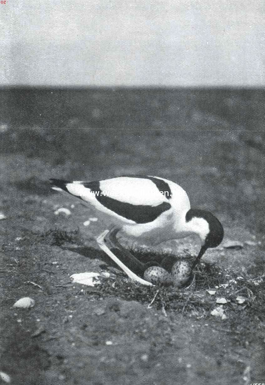 Het behoud van onze natuurmonumenten. Kluit - een karakteristiek Hollandsche vogel - op de beschermde terreinen op Texel zijn eieren keerend