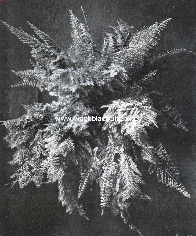 Een prachtige serrevaren. Nephrolepis Todeodes