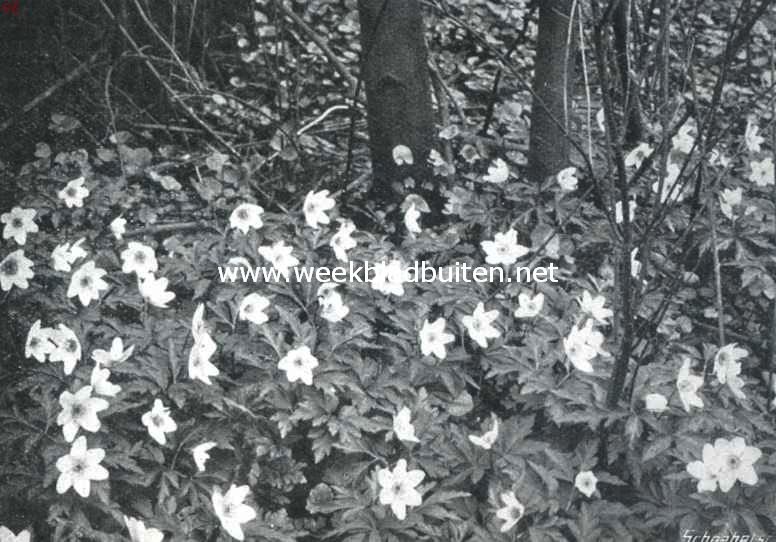 Boschanemonen 2