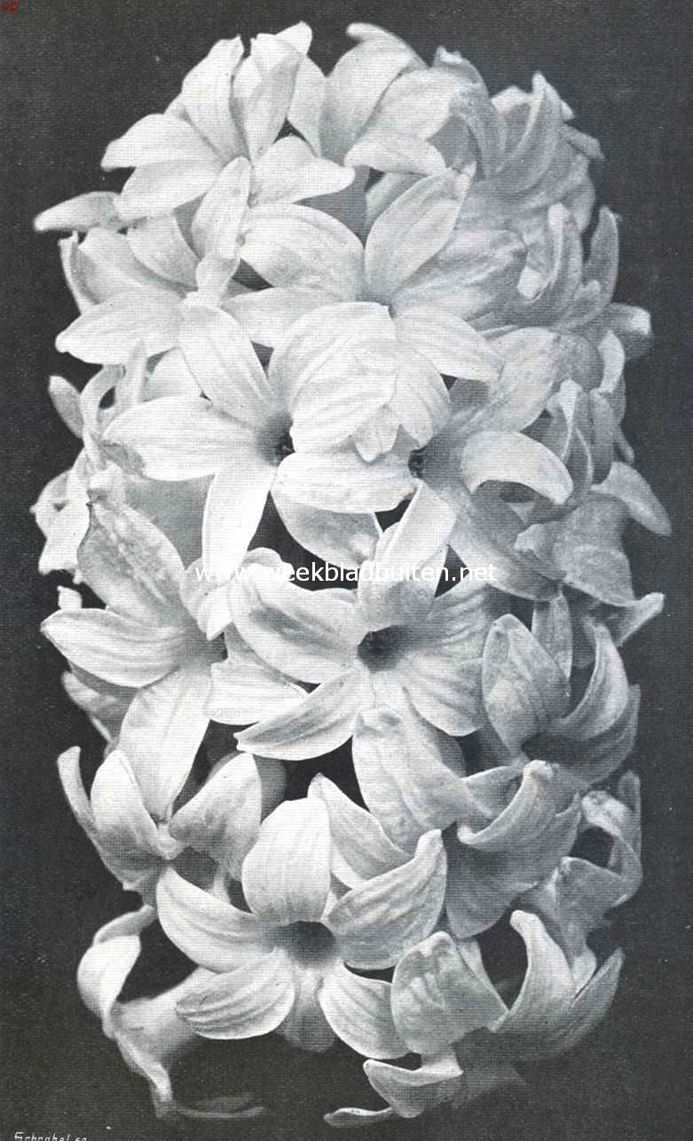 De bloem van de maand, hyancinth 