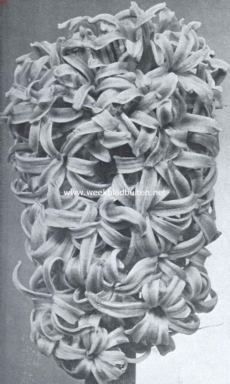 De bloem van de maand, hyancinth 