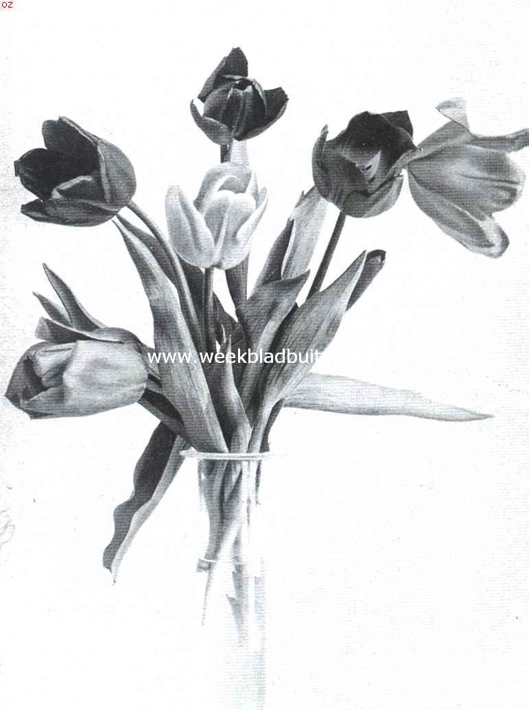 Enkele vroege tulpen