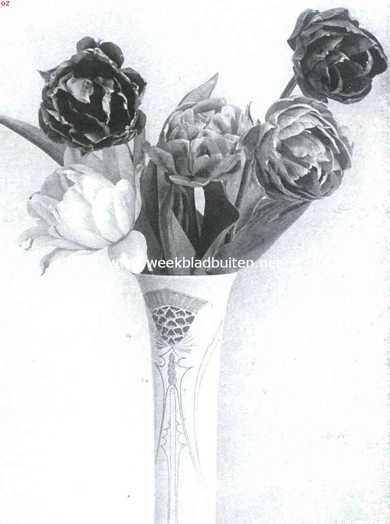 Dubbele vroege tulpen