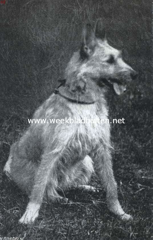Herdershonden.  Hollandsche herdershond