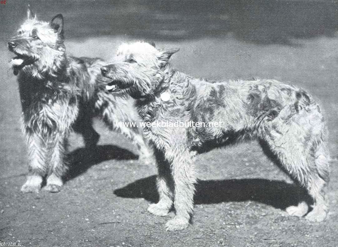 Fransche herdershonden