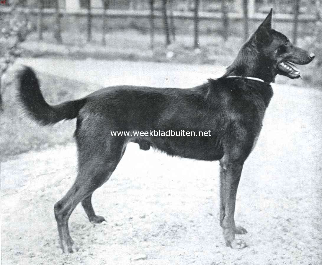 Herdershonden. Duitsche herdershond