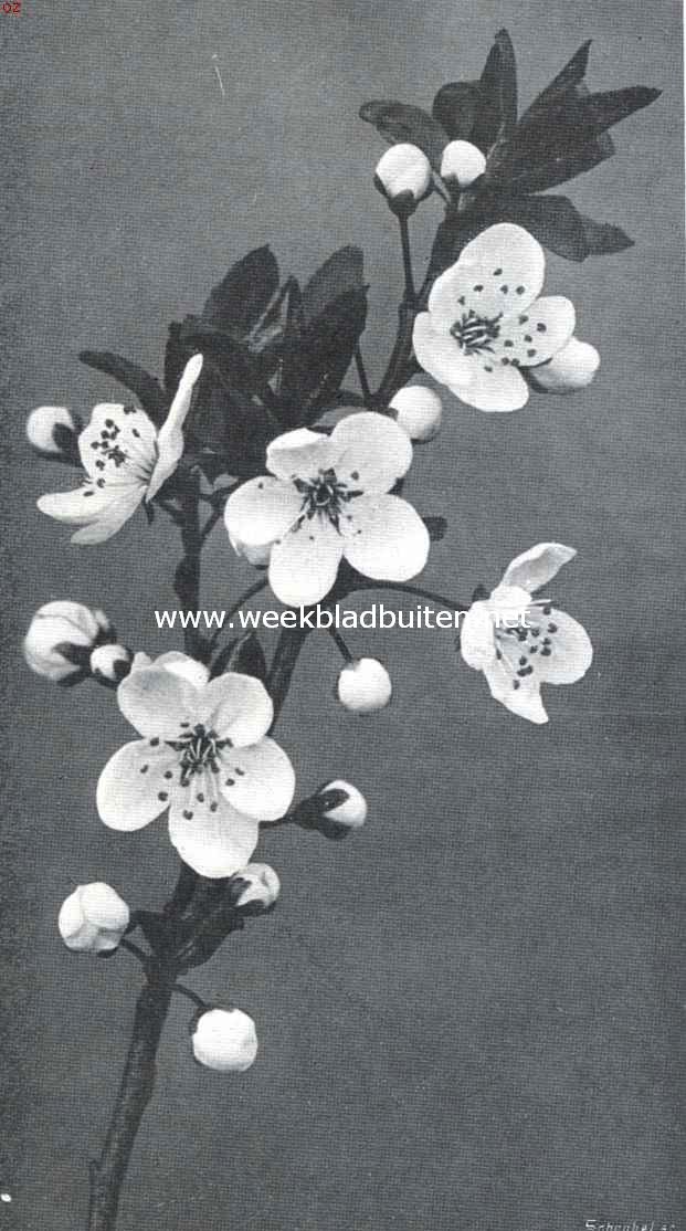 Prunus Pissardii. Bloeiende tak