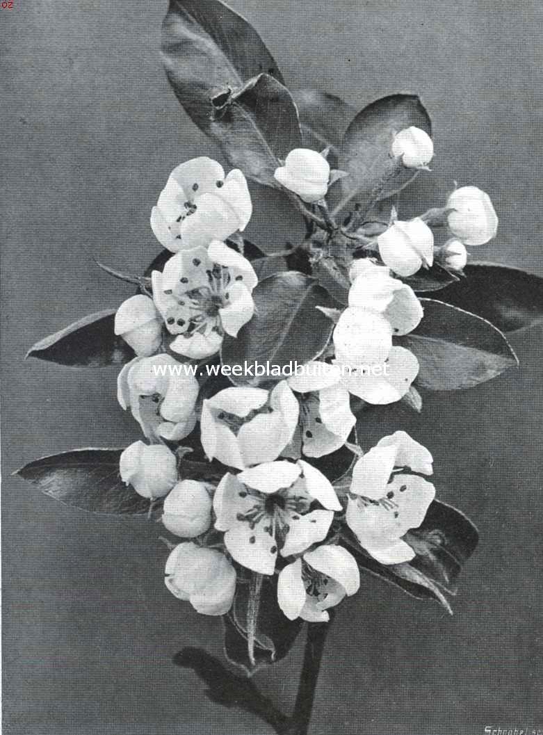 Bloesemweelde. Perebloesem