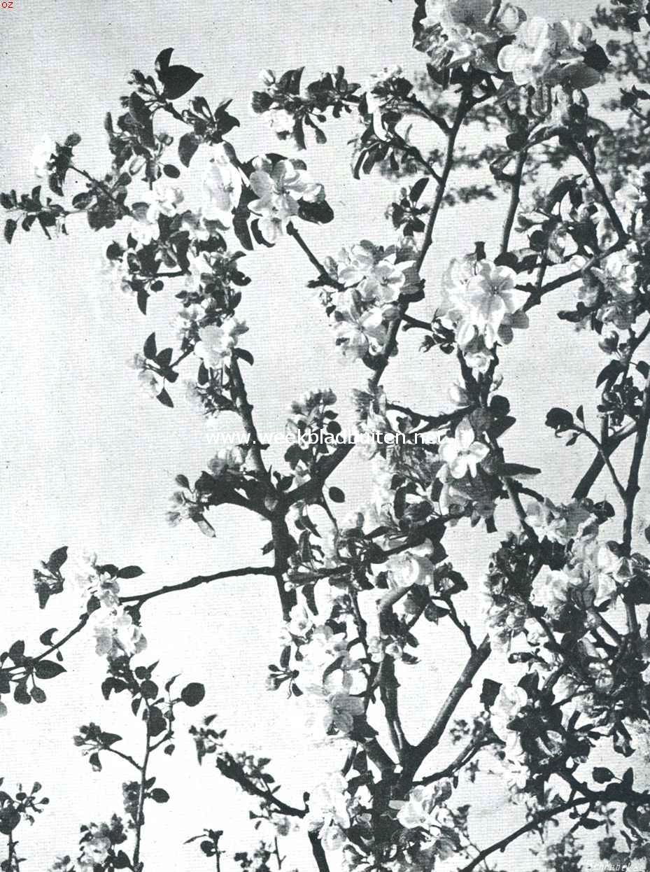 Bloesemweelde. Appelbloesem