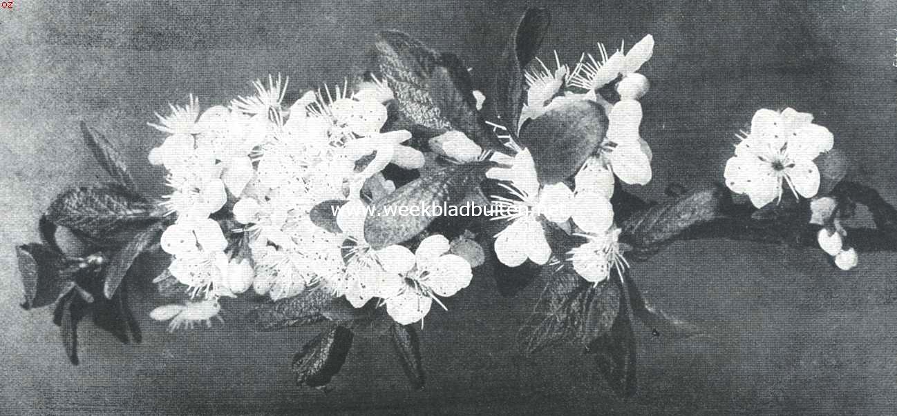Bloesemweelde. Kersebloesem