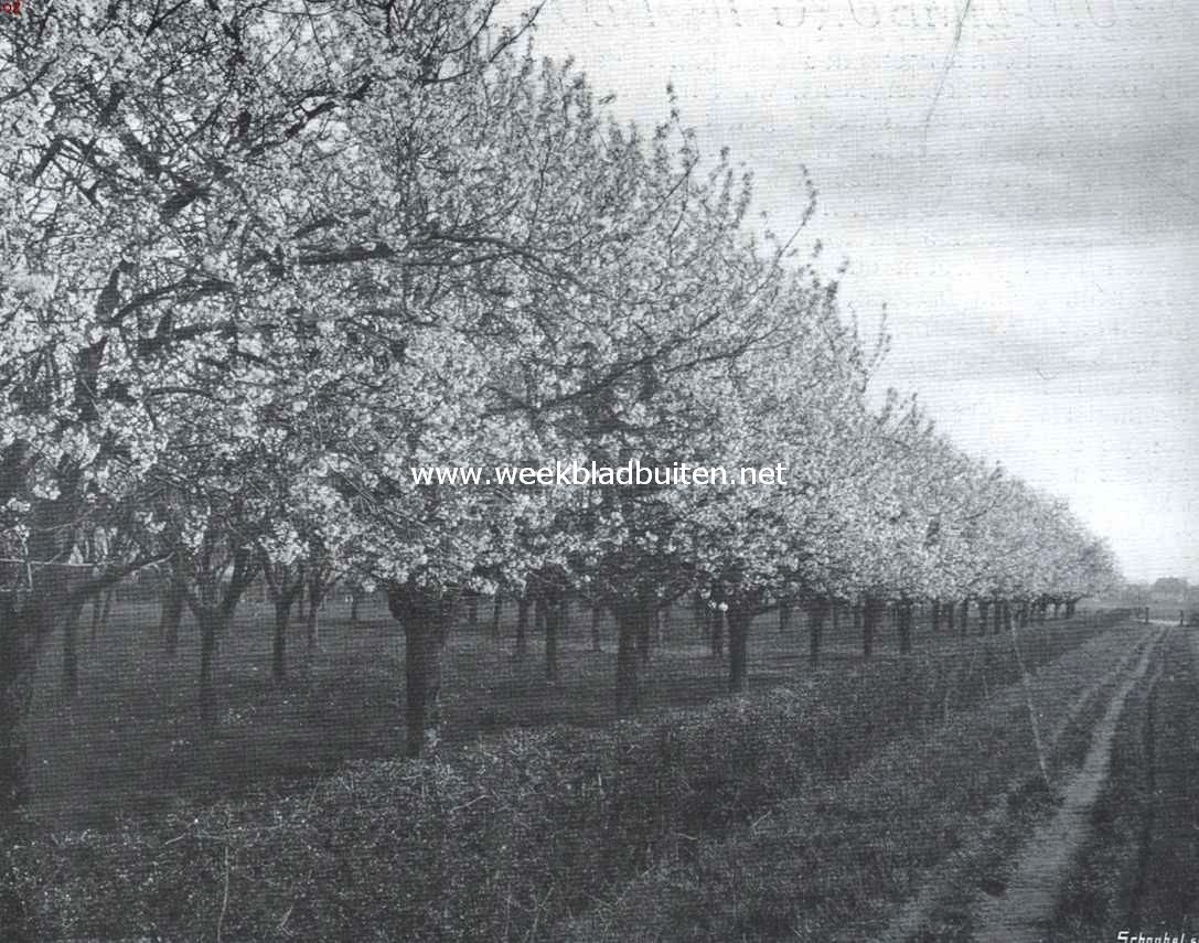 Bloesemweelde. Bloeiende kersenboomgaard