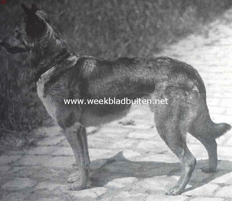 Herdershonden. Duitsche herdershond 1