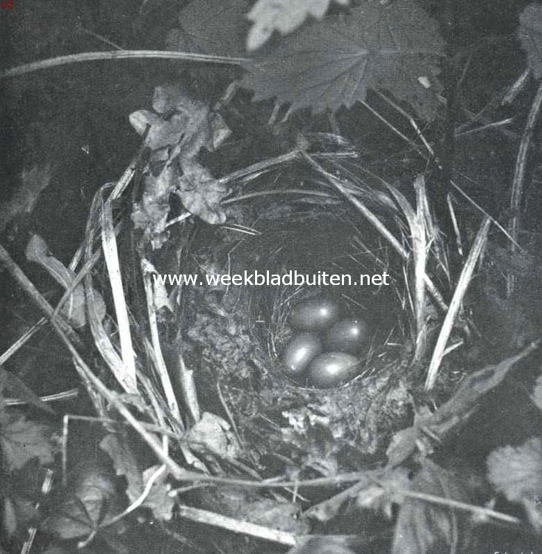 Nest met eieren van den nachtegaal
