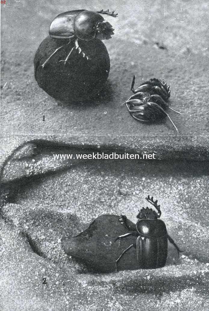 De heilige pillendraaier. 1. De heilige pillendraaier ontdoet zich van een confrater, die met oneerlijke bedoelingen zijn hulp komt aanbieden. 2. Onderaardsche woning, waarin de mestkever een mondvoorraad, voor de larve bestemd, tot een peer kneedt