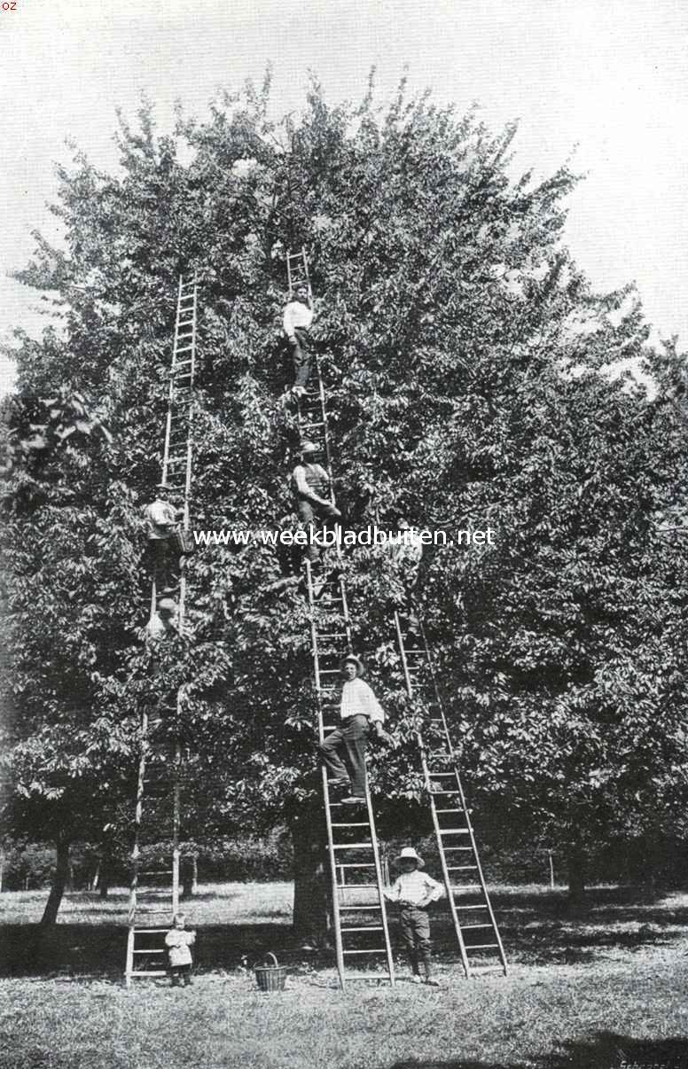Een groote kerseboom in Zuid-Limburg
