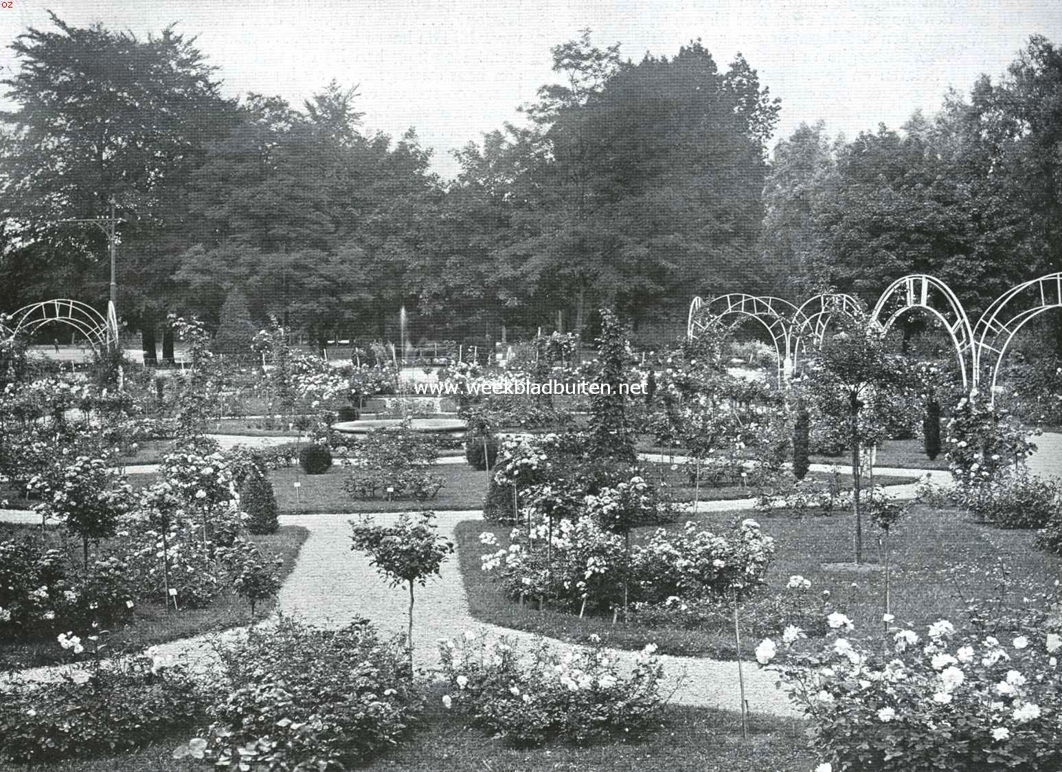 In het rosarium te Utrecht 1